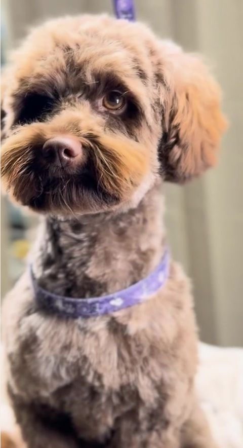 Efter: samma hund nyklippt