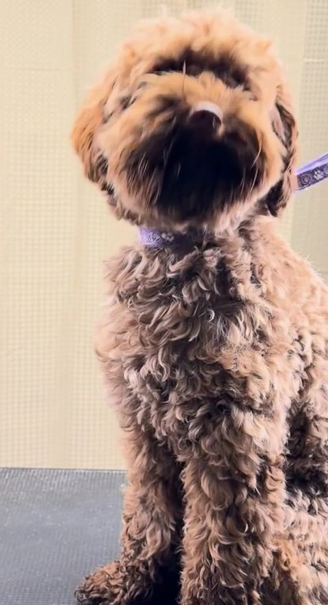Före: chokladbrun lockig hund med lång, rufsig päls