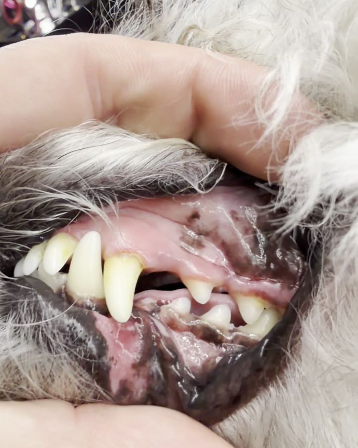 Hundtänder med tandsten före behandling