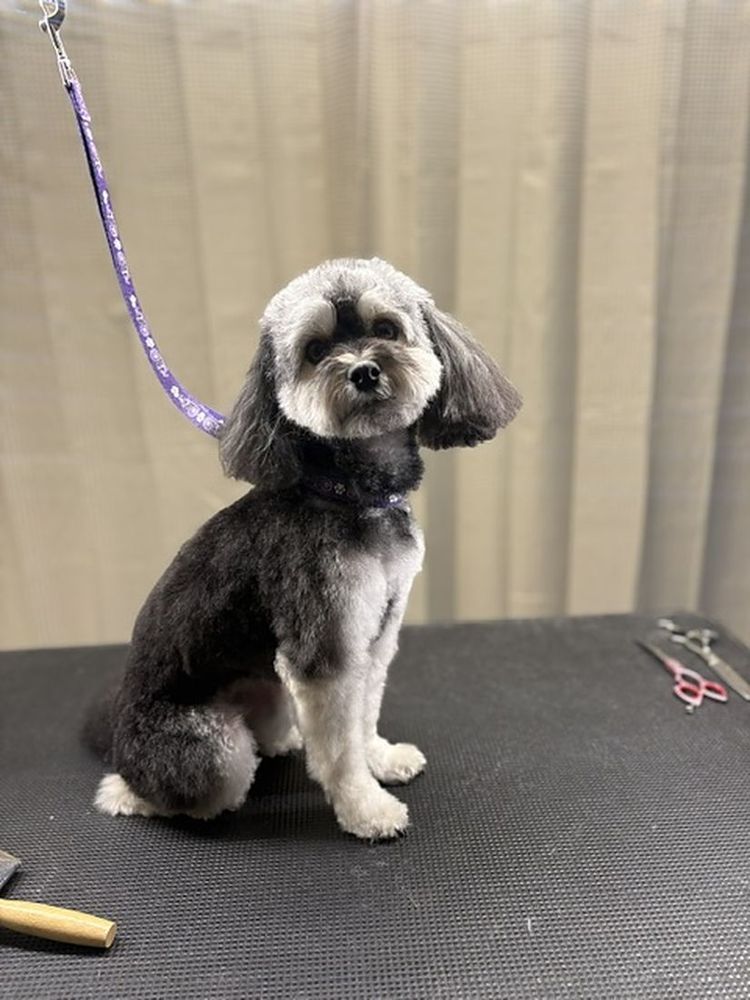 Svartvit hund med nyklippt frisyr